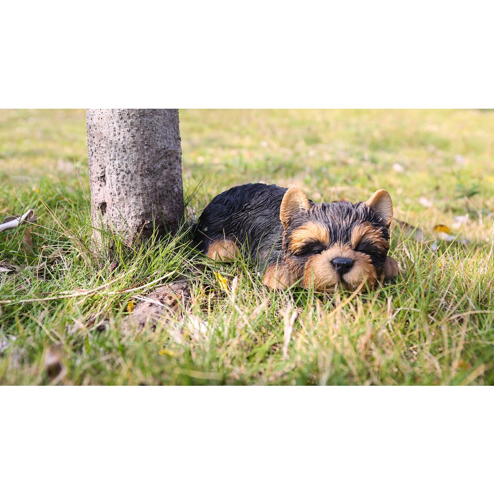 Yorkshire Terrier Puppy Sleeping. Picture 3
