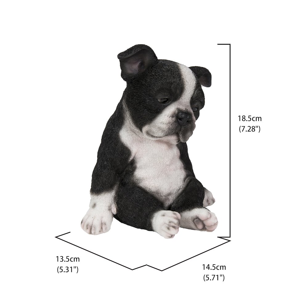 Sleepy Boston Terrier Puppy Statue Sitting. Picture 5