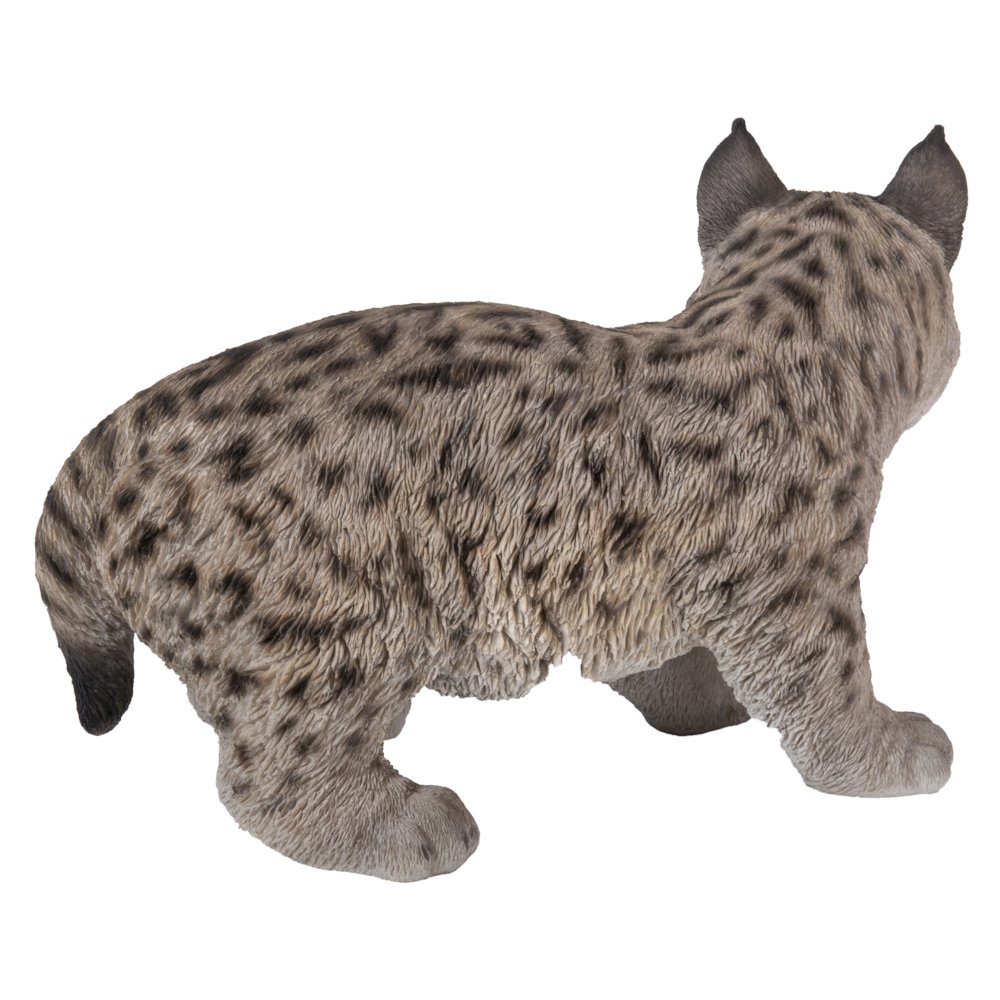 Lynx Kitten. Picture 1