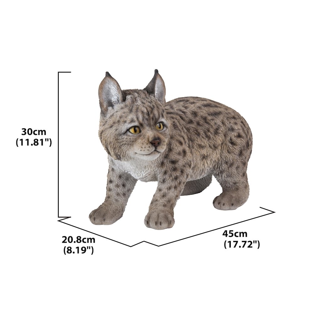 Lynx Kitten. Picture 4