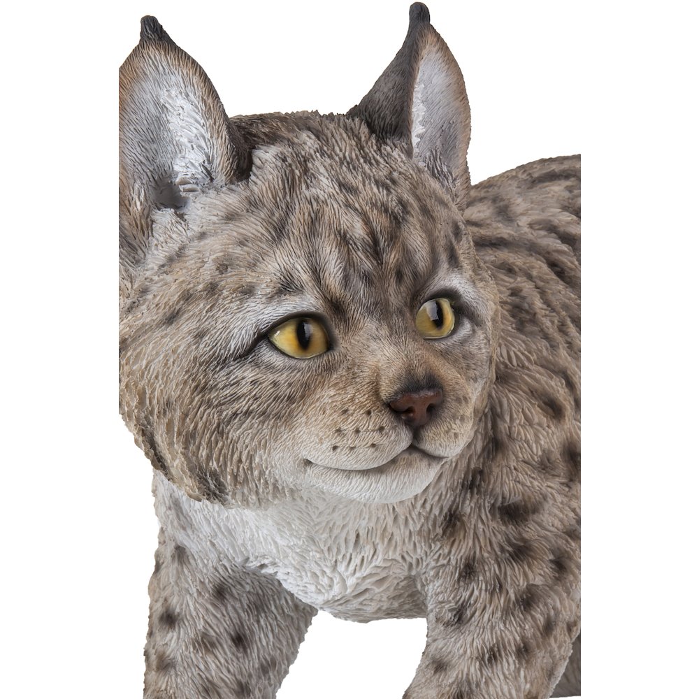 Lynx Kitten. Picture 3