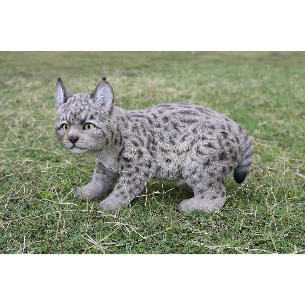 Lynx Kitten. Picture 2