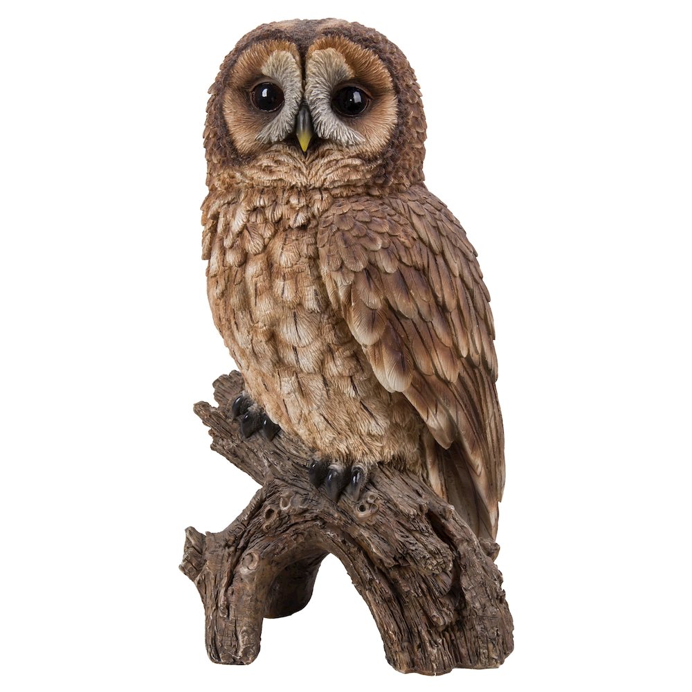 Brown Owl On Stump. Picture 2