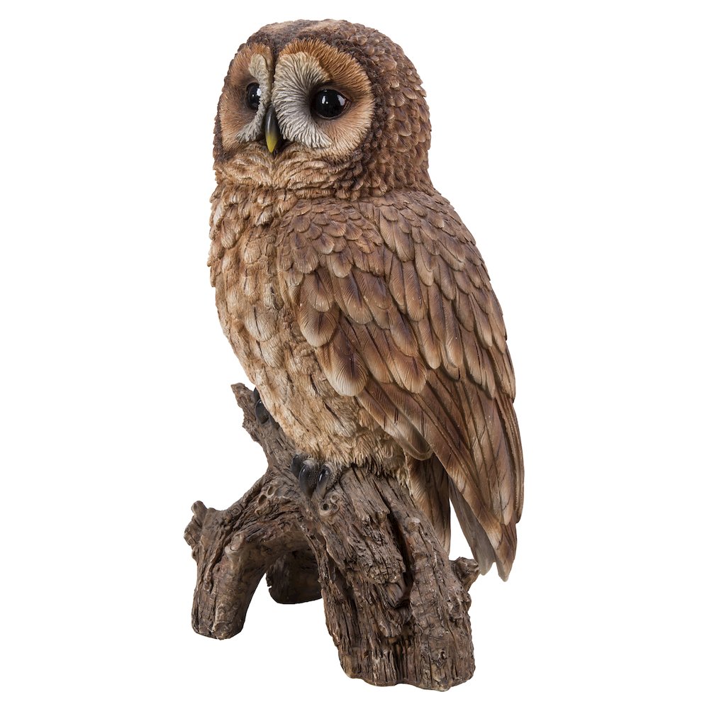 Brown Owl On Stump. Picture 4