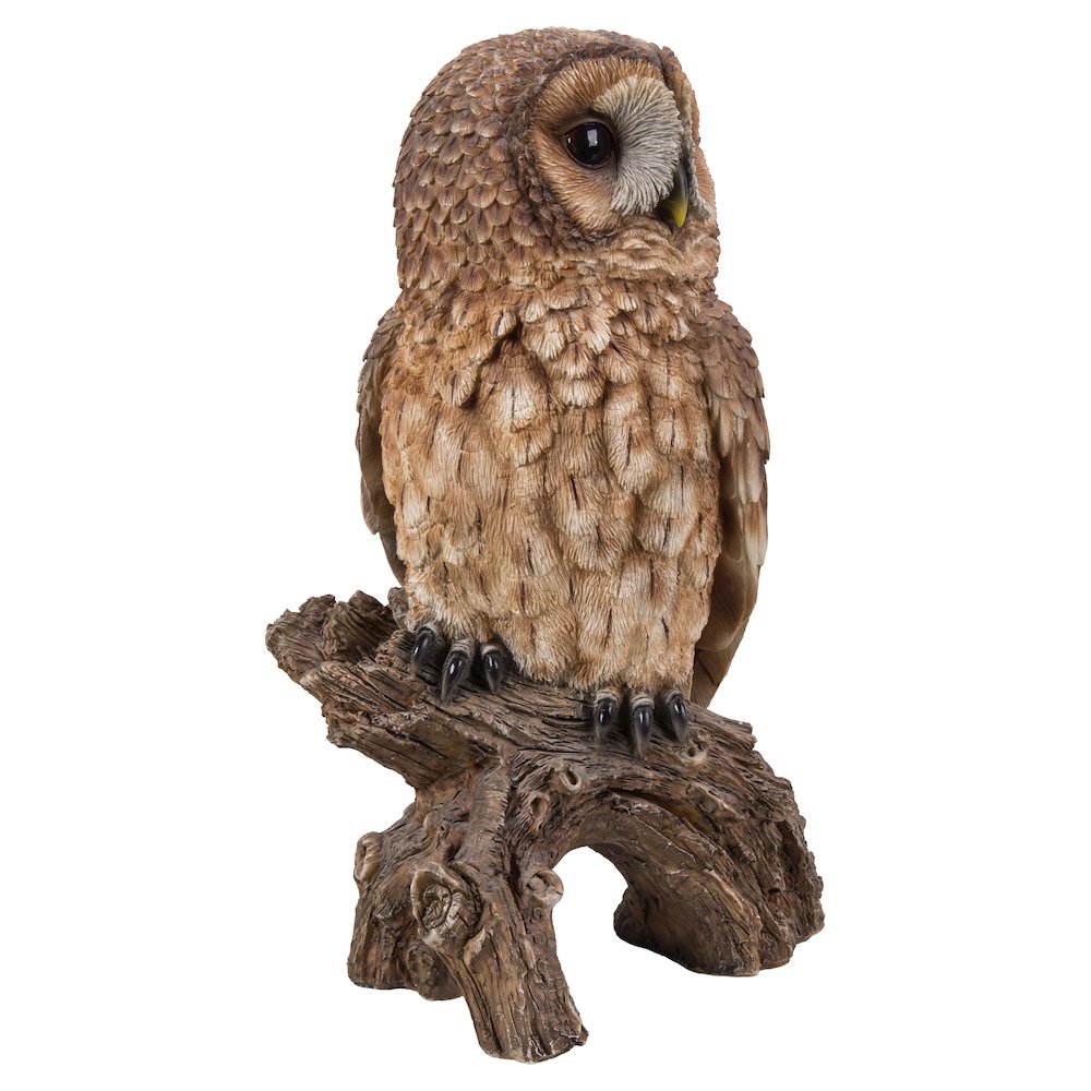 Brown Owl On Stump. Picture 6