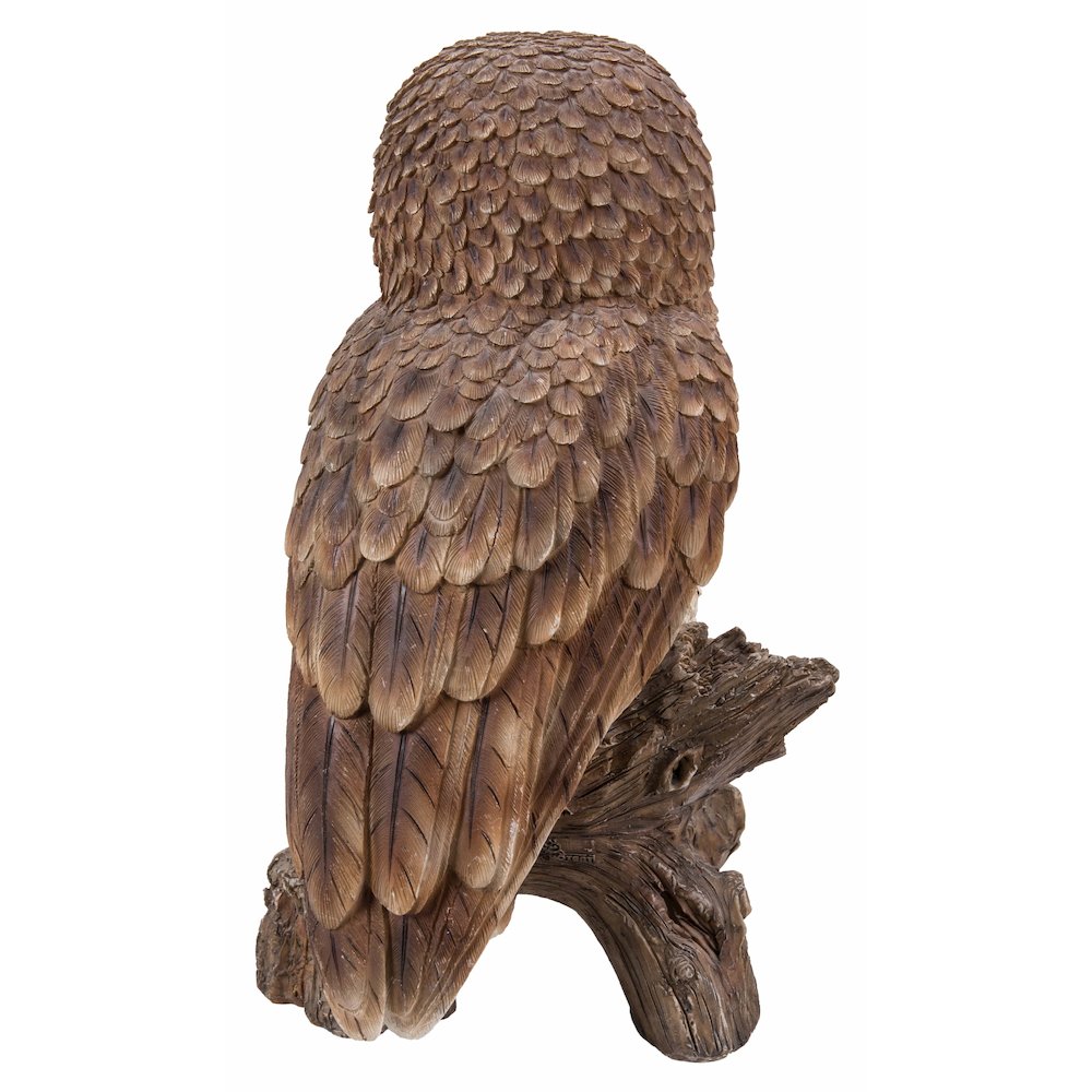 Brown Owl On Stump. Picture 1