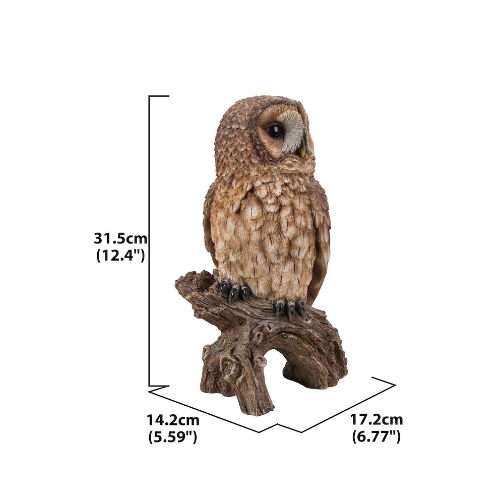 Brown Owl On Stump. Picture 7