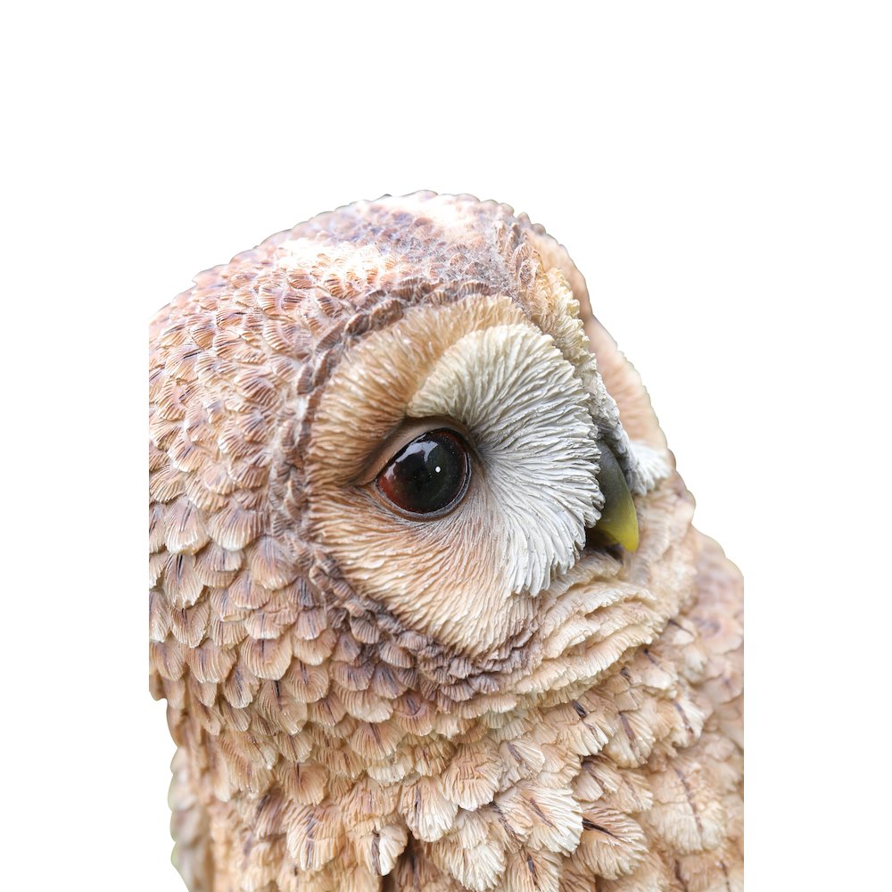 Brown Owl On Stump. Picture 3
