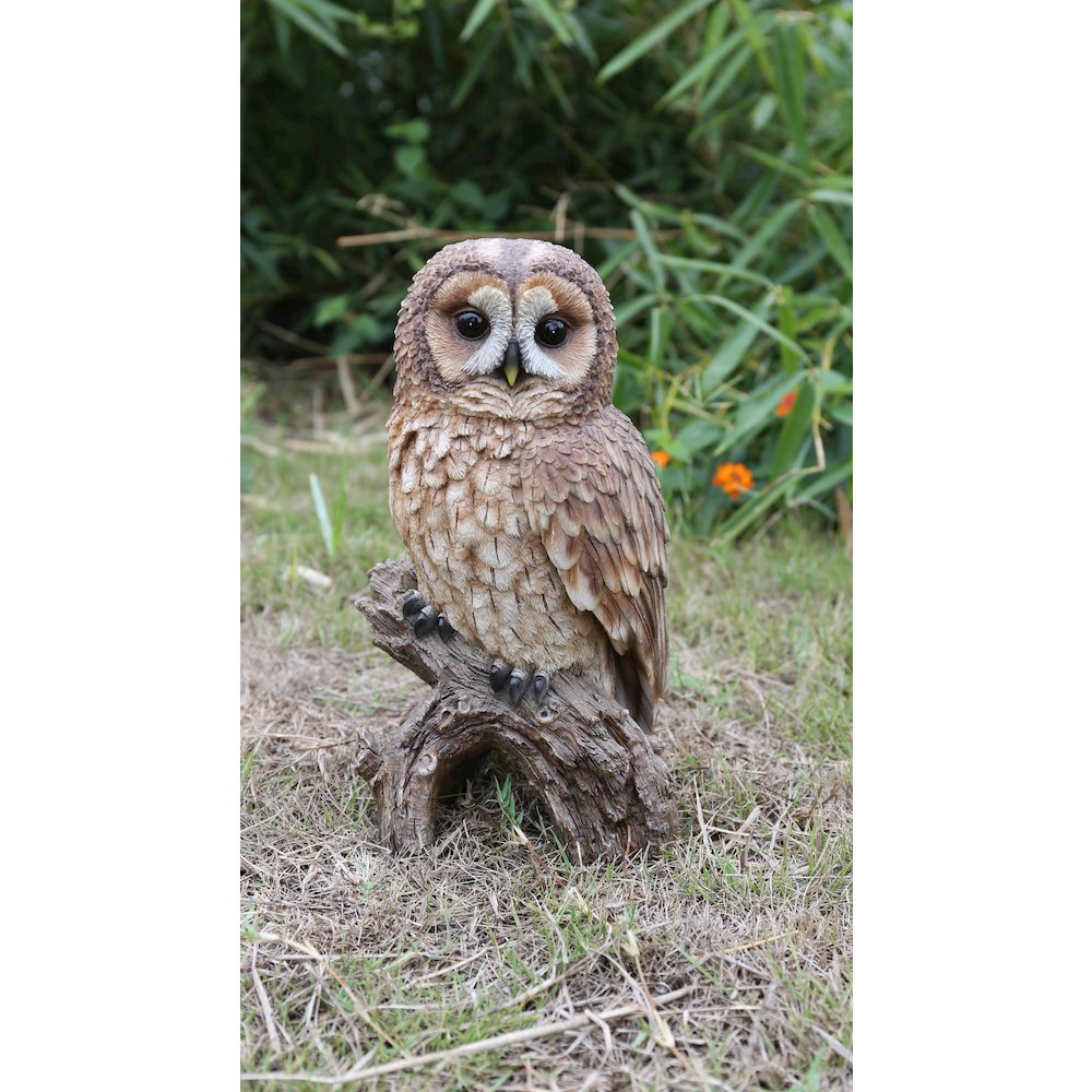 Brown Owl On Stump. Picture 5