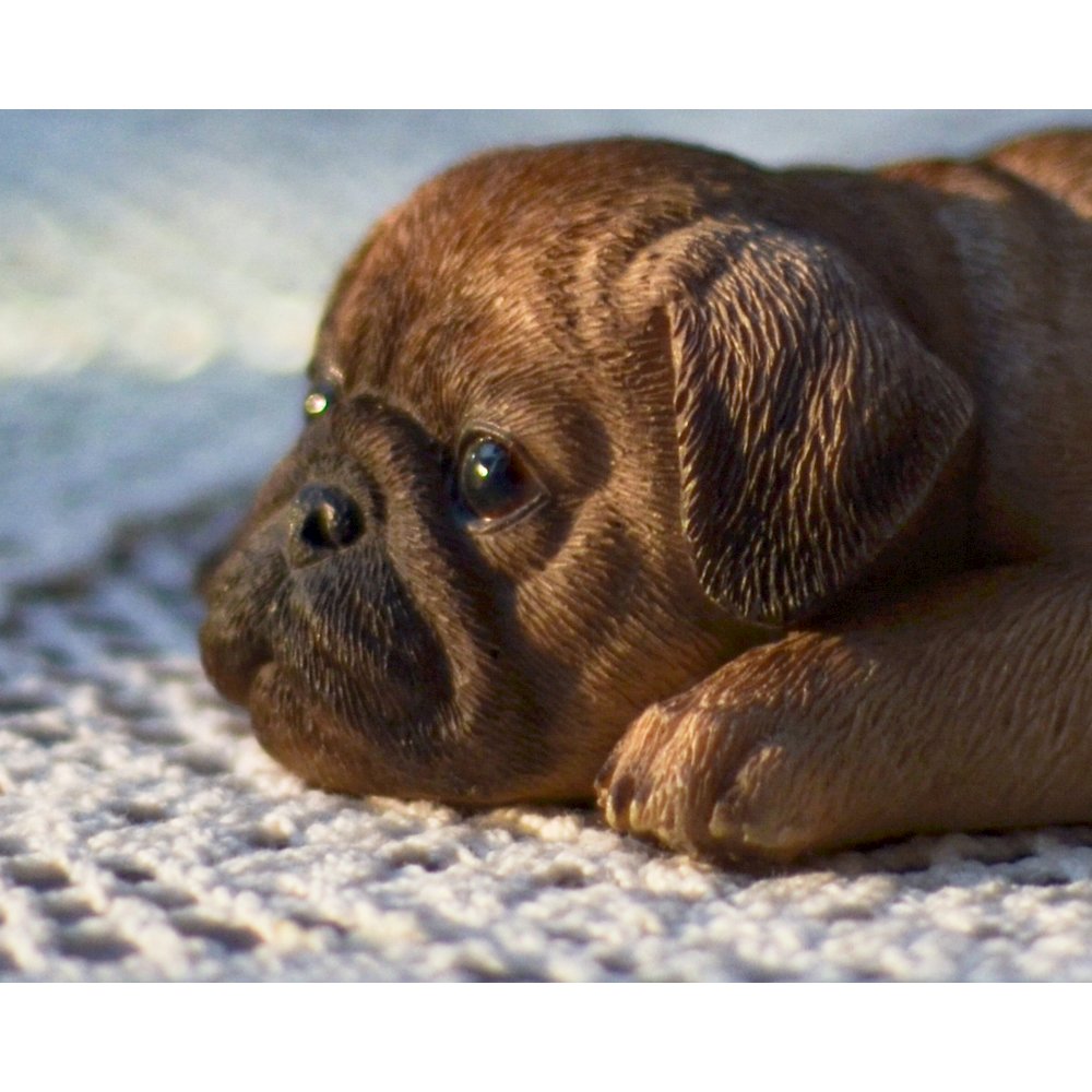 Pug Fridge Magnet. Picture 6