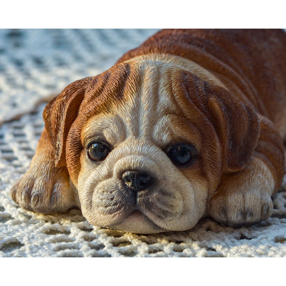Bulldog Fridge Magnet. Picture 6