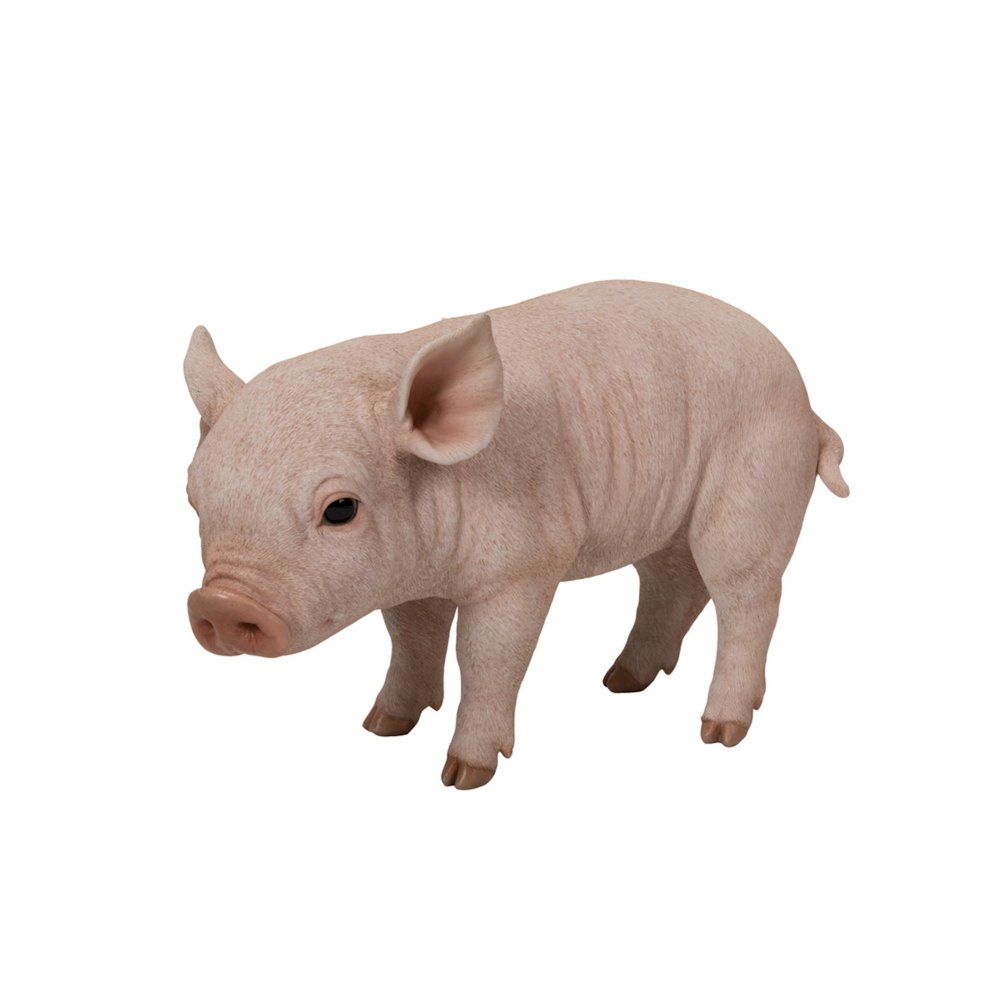 Standing Baby Pig. Picture 1