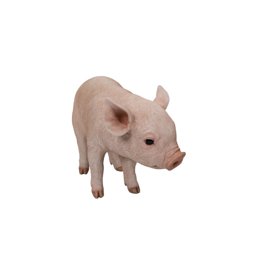 Standing Baby Pig. Picture 4