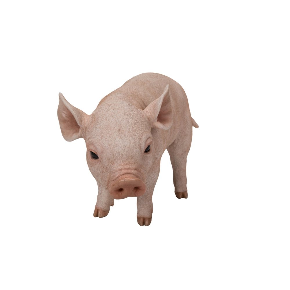Standing Baby Pig. Picture 2