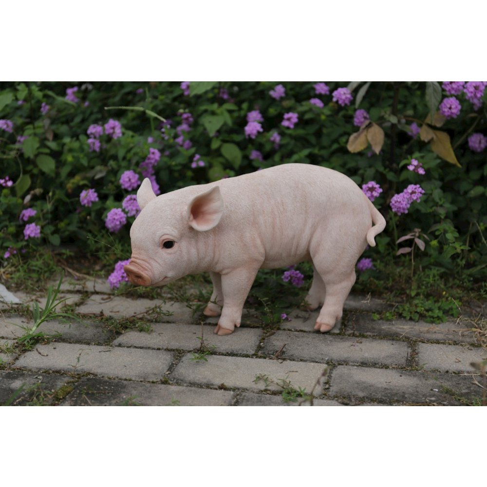 Standing Baby Pig. Picture 5