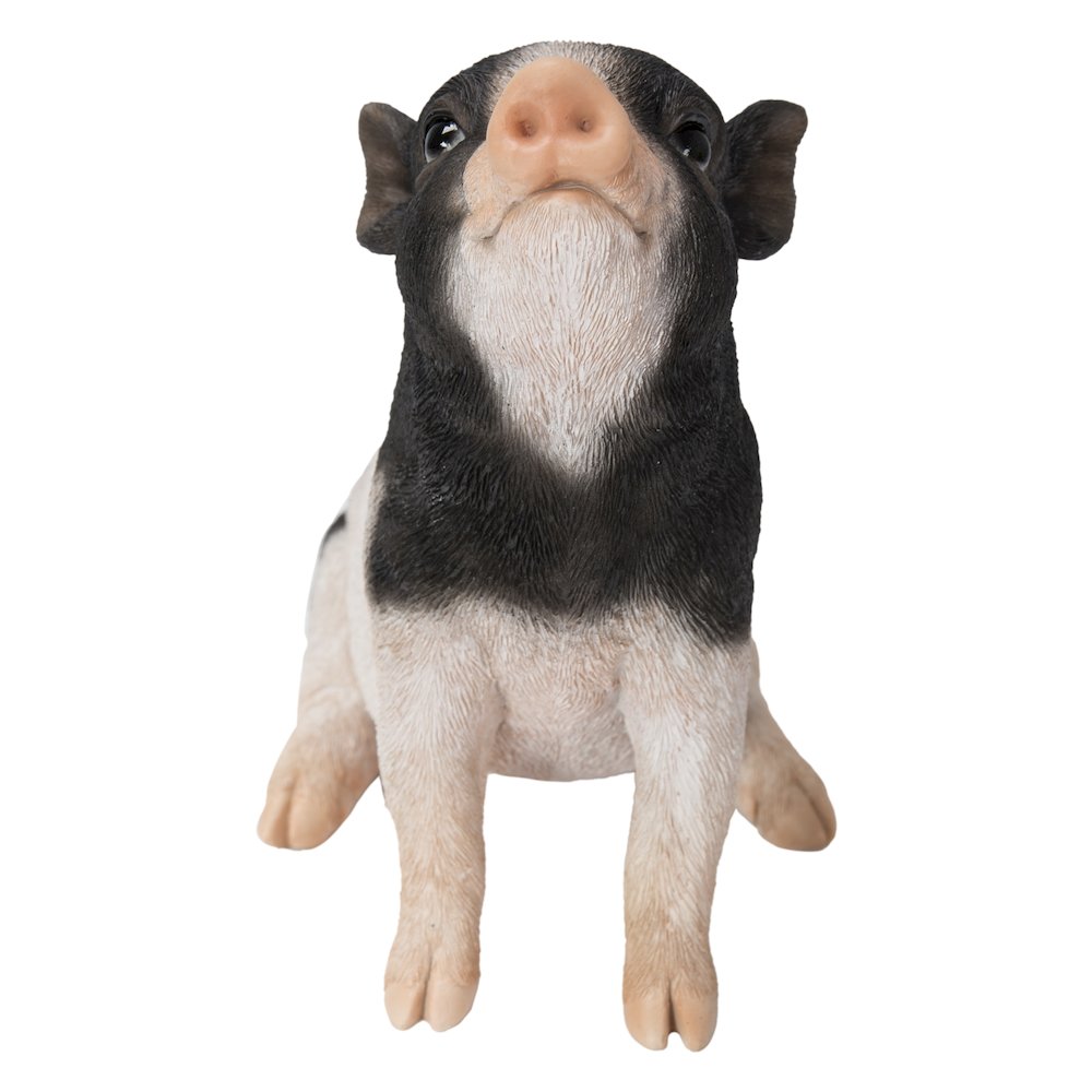 Baby Pig Sitting - Black And White. Picture 2