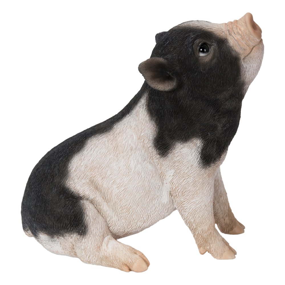 Baby Pig Sitting - Black And White. Picture 3