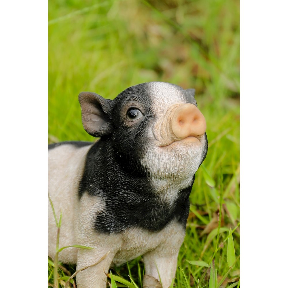 Baby Pig Sitting - Black And White. Picture 6