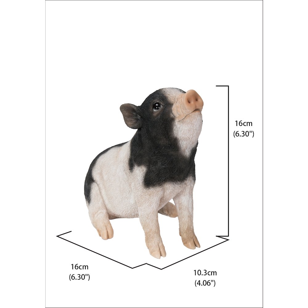 Baby Pig Sitting - Black And White. Picture 5