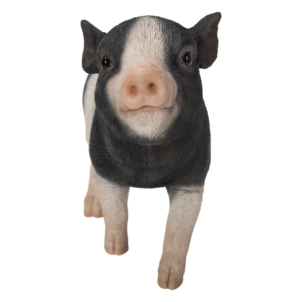Baby Pig Standing - Black And White. Picture 2