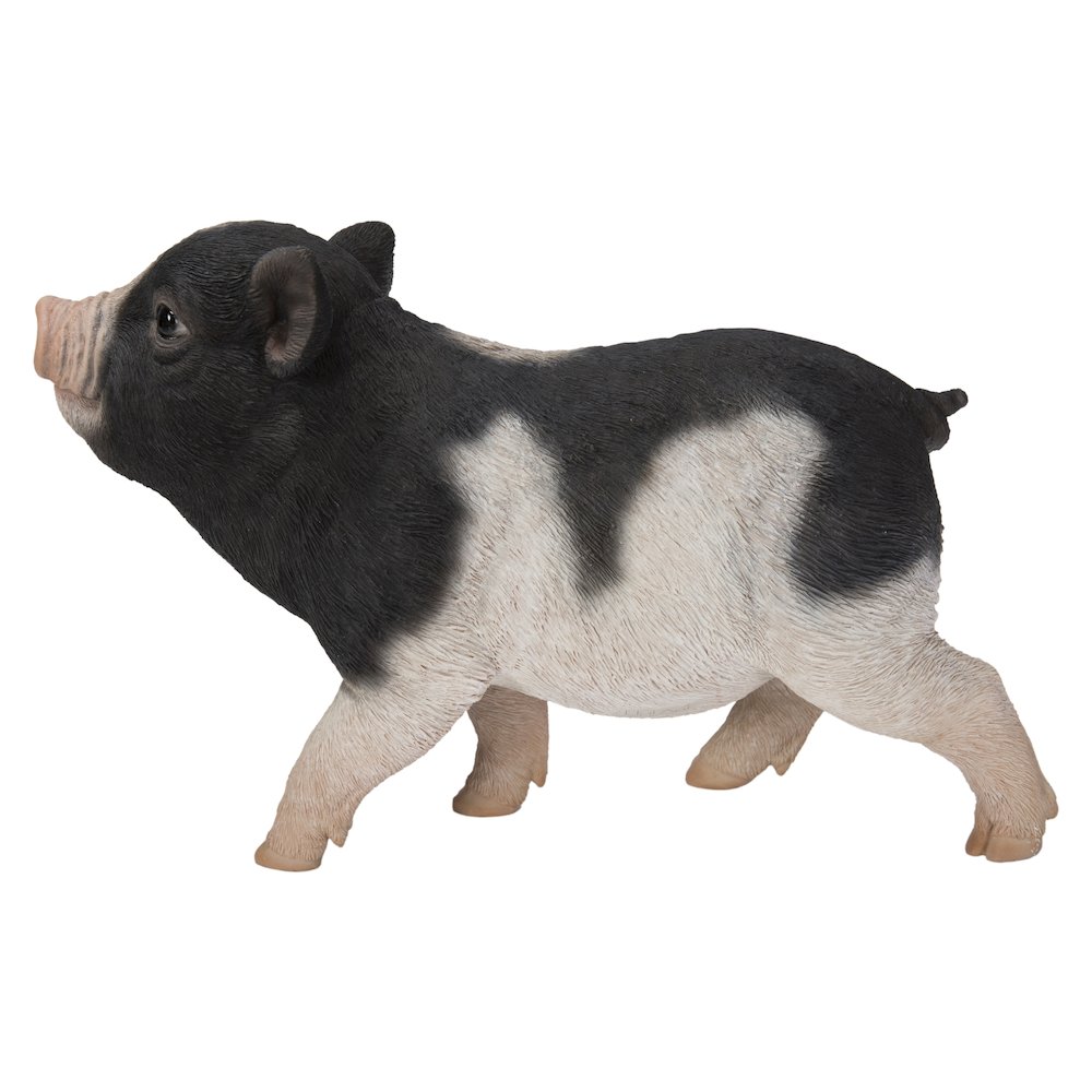 Baby Pig Standing - Black And White. Picture 3