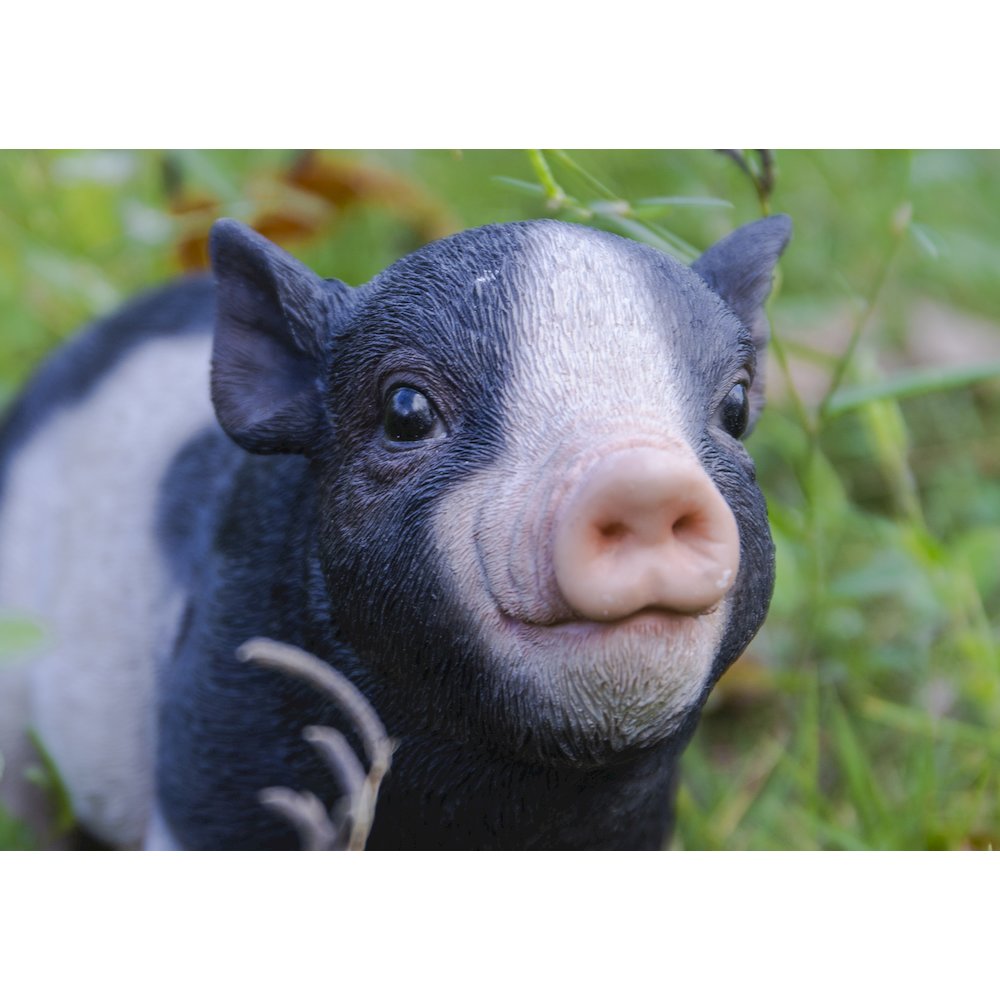 Baby Pig Standing - Black And White. Picture 6