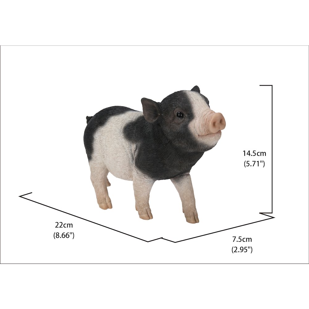 Baby Pig Standing - Black And White. Picture 5