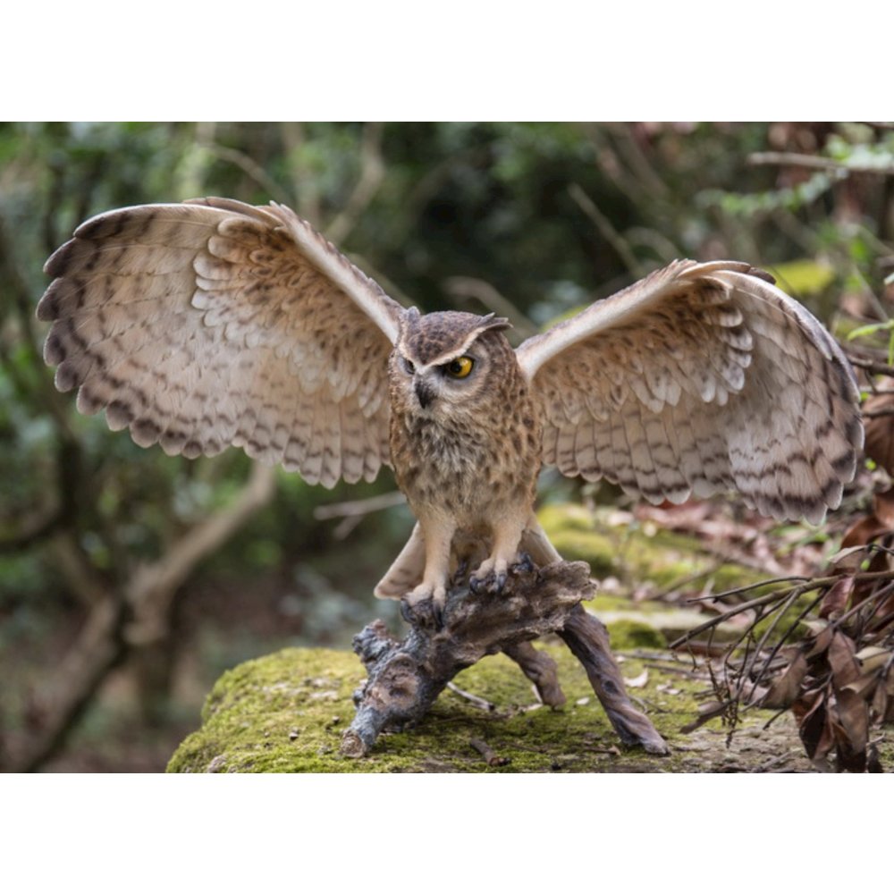 Eagle Owl On Branch W/Wings Out. Picture 3