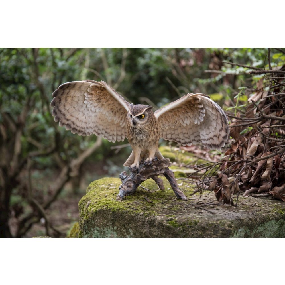 Eagle Owl On Branch W/Wings Out. Picture 5