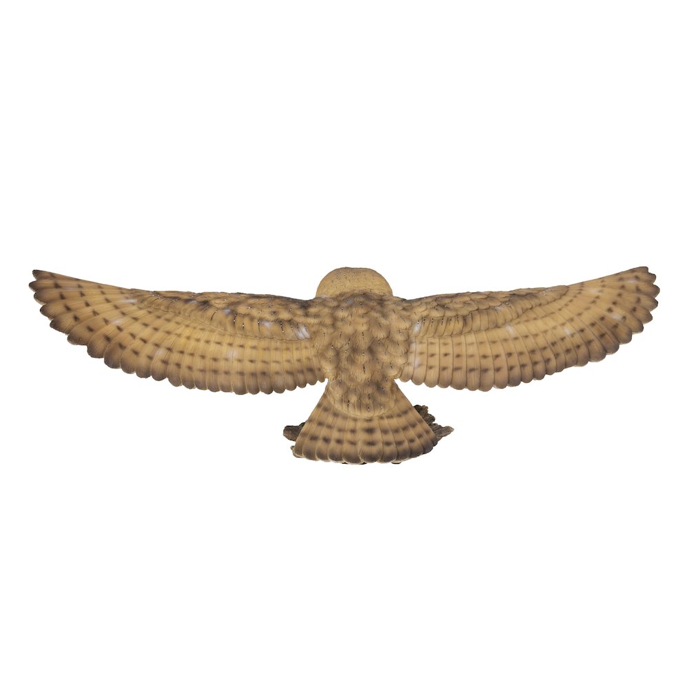Barn Owl Flying Statue. Picture 4
