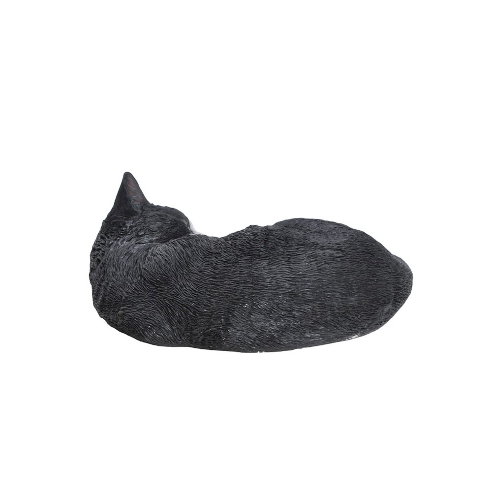 Black/White Cat Sleeping Lying Down. Picture 3