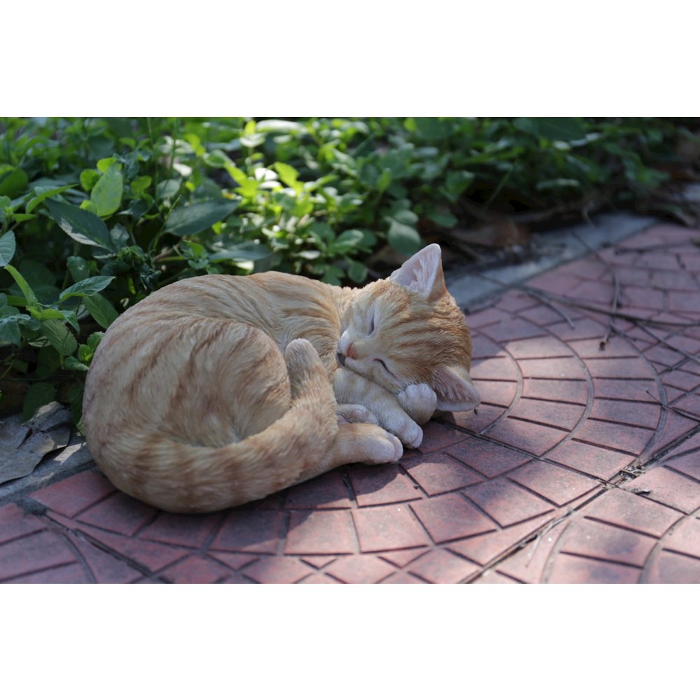 Orange Tabby Cat Sleeping Lying Down. Picture 5