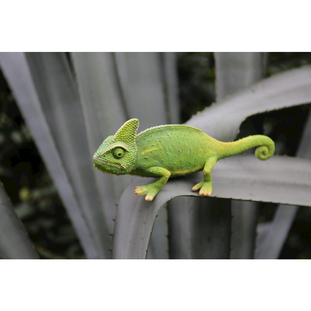 Cameleon. Picture 4