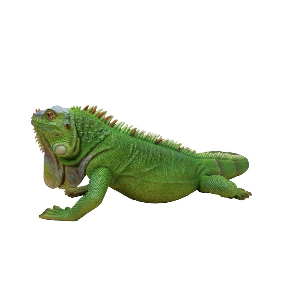 Lizard Iguana. Picture 2
