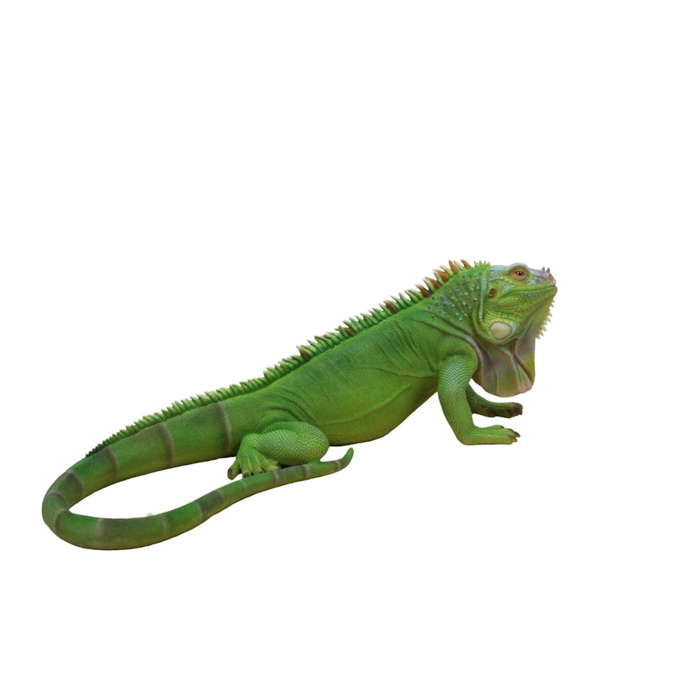 Lizard Iguana. Picture 3