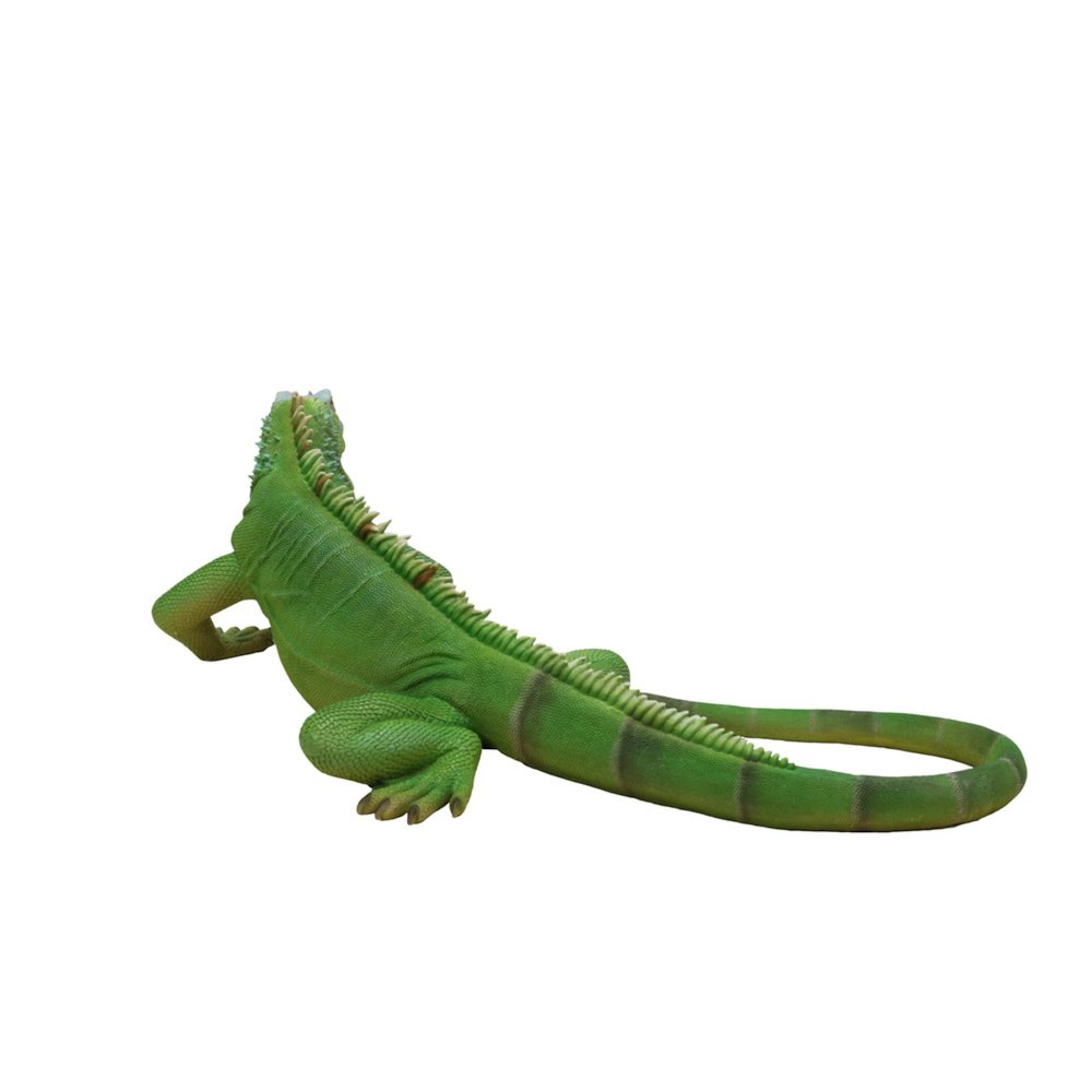 Lizard Iguana. Picture 1