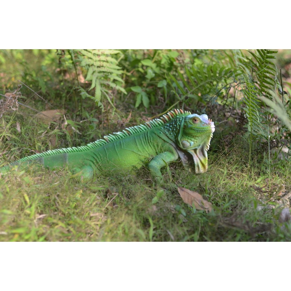 Lizard Iguana. Picture 4
