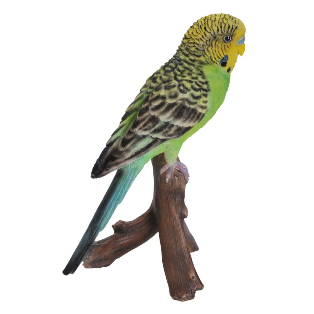 Budgie On Branch. Picture 7