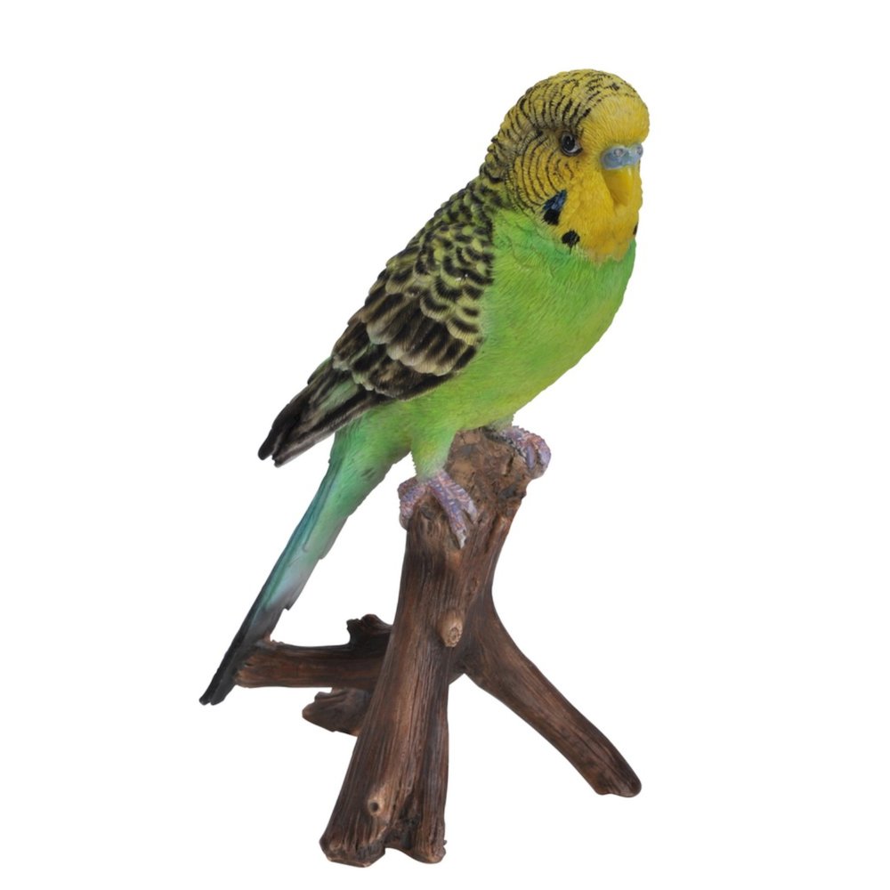 Budgie On Branch. Picture 5