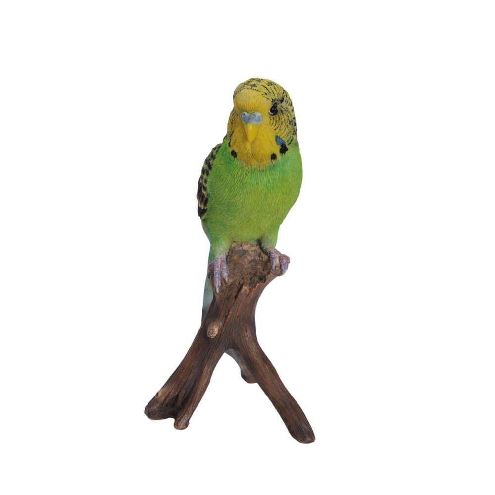 Budgie On Branch. Picture 2