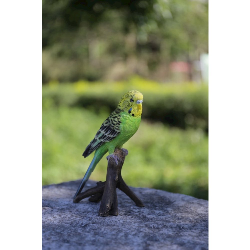 Budgie On Branch. Picture 3