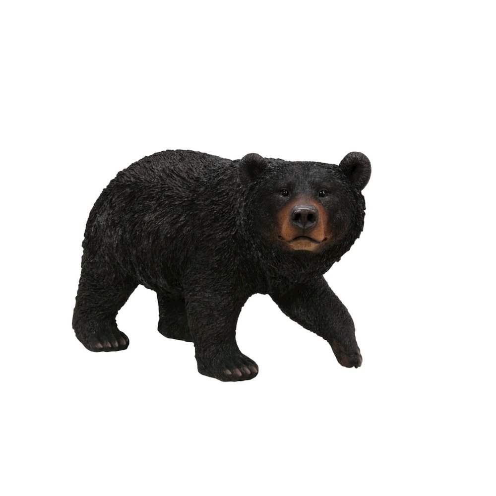 Black Bear Walking. Picture 2