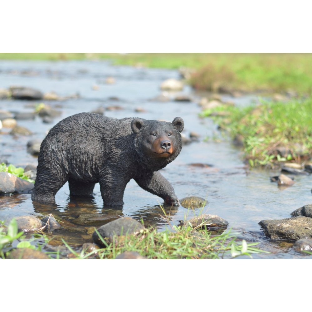 Black Bear Walking. Picture 5
