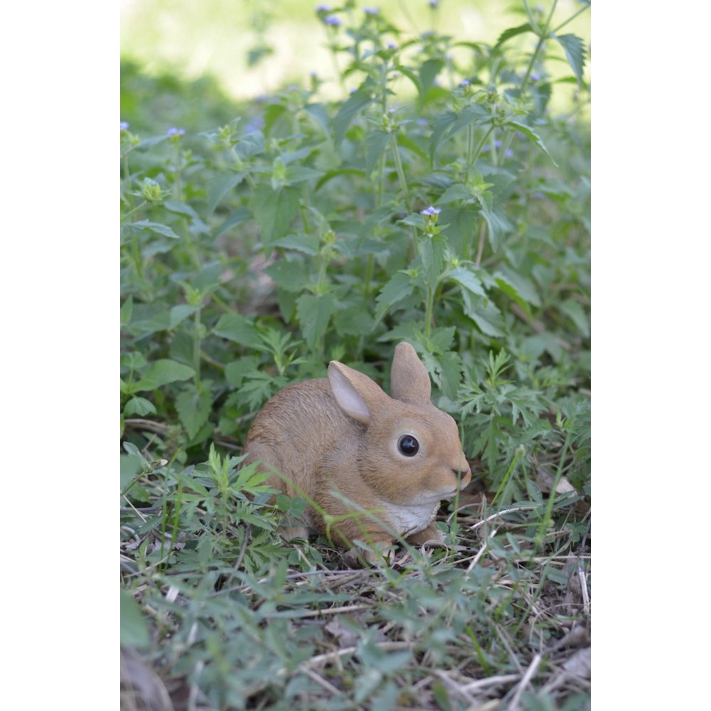 Sitting Rabbit. Picture 5