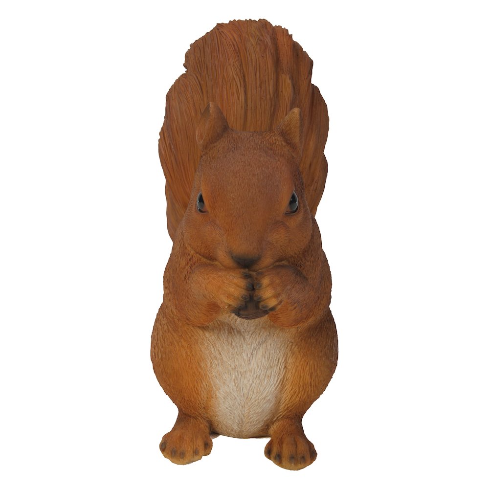 Brown Squirrel Eating. Picture 4