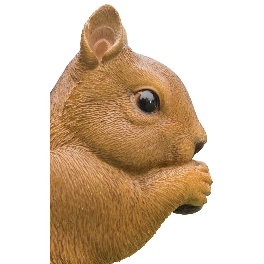 Brown Squirrel Eating. Picture 2