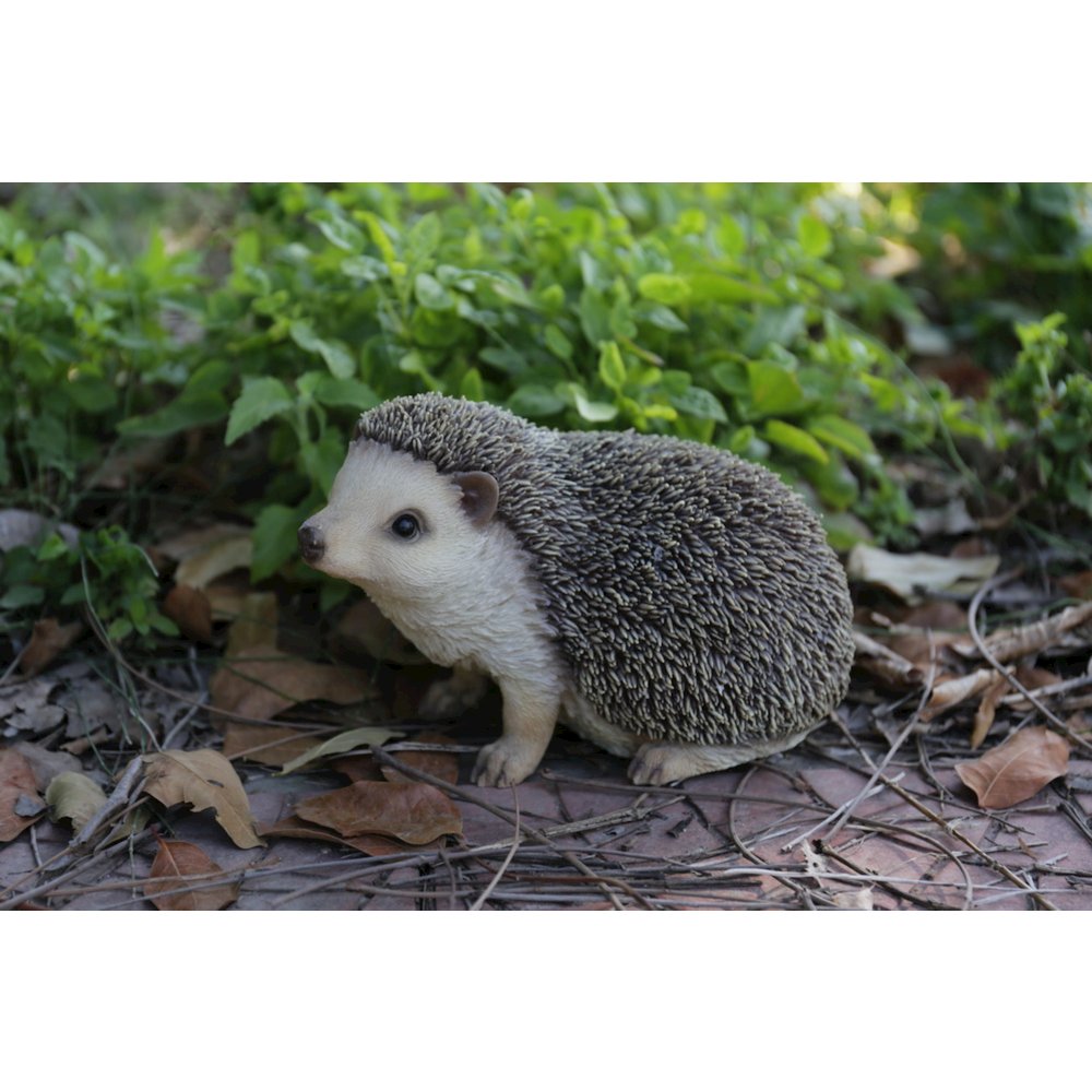 Crawling Hedgehog. Picture 6