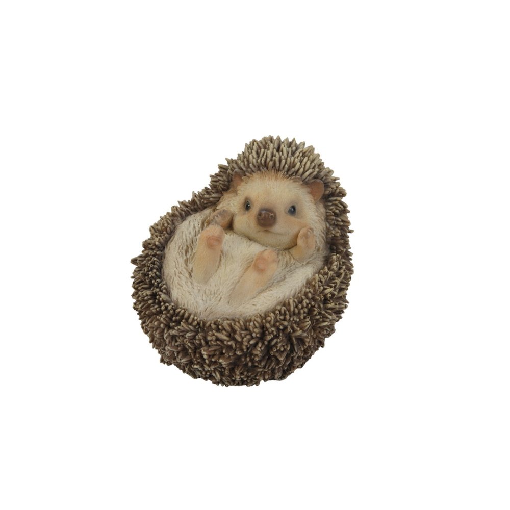 Hedgehog On Its Back. Picture 2