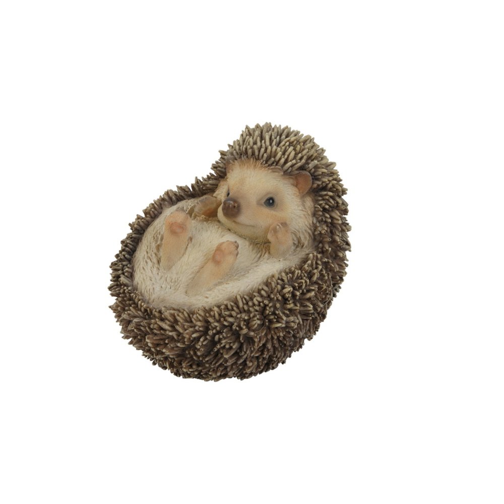 Hedgehog On Its Back. Picture 3