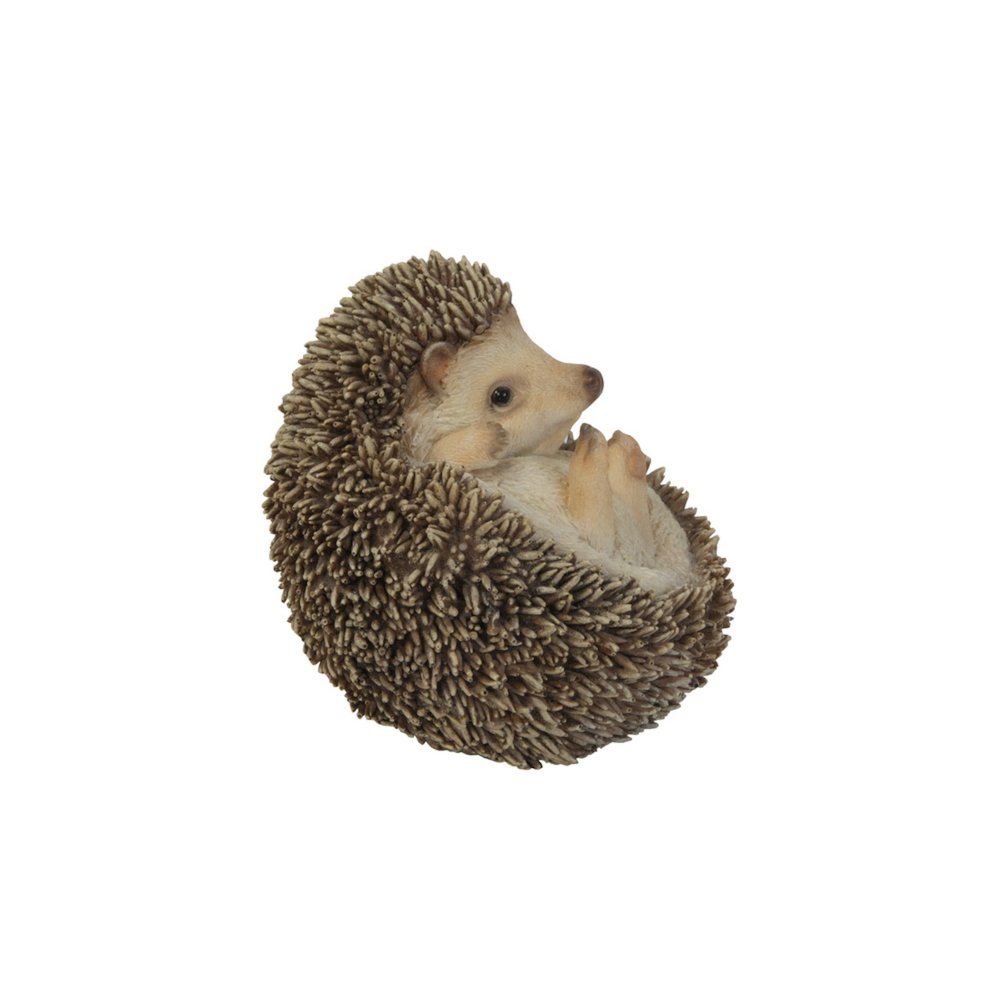 Hedgehog On Its Back. Picture 4